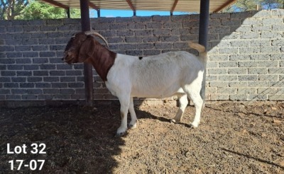 1X BOER GOAT PREGNANT FLOCK DOE TWEERIVIER BOERBOK STOET