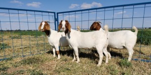 3 x BOERBOKKE OOI/EWE - 1X KUDDE, 1X STOET Hennie Enslin (PER STUK OM LOT TE NEEM)