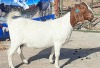 1X BOER GOAT PREGNANT STUD DOE OPPIEDAK BOERDERY