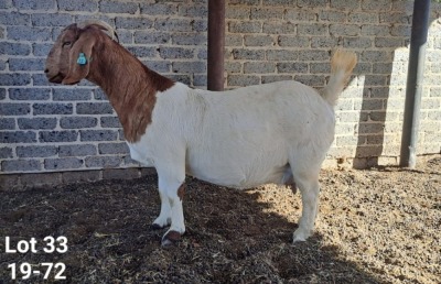 1X BOER GOAT PREGNANT FLOCK ON COLOUR DOE TWEERIVIER BOERBOK STOET