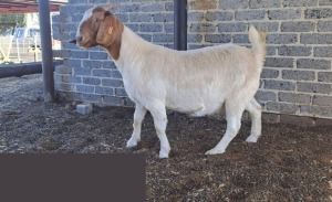 1X BOER GOAT PREGNANT FLOCK DOE TWEERIVIER BOERBOK STOET