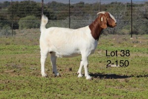 1X BOER GOAT PREGNANT STUD DOE SAKKIE EN NICKY NELL BOERBOKKE