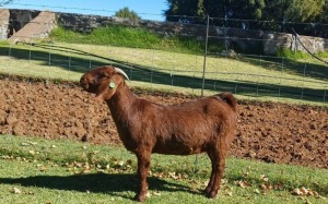 1X KALAHARI RED PREGNANT FLOCK DOE AUCAMP BOERDERY