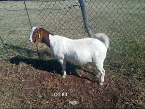 1 x BOERBOKKE OOI/EWE T Mahura - KUDDE/FLOCK