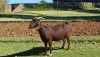 1X KALAHARI RED PREGNANT DOE AUCAMP BOERDERY