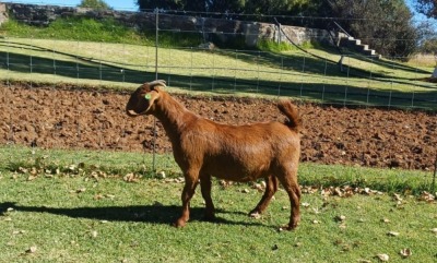 1X KALAHARI RED PREGNANT FLOCK DOE AUCAMP BOERDERY