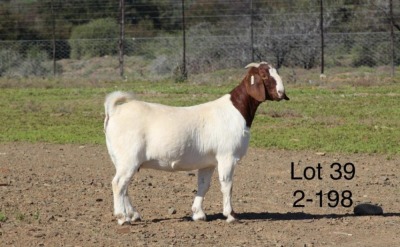 1X BOER GOAT PREGNANT FLOCK ON COLOUR DOE SAKKIE EN NICKY NELL BOERBOKKE