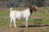 1X BOER GOAT PREGNANT FLOCK ON COLOUR DOE SAKKIE EN NICKY NELL BOERBOKKE