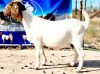 1X BOER GOAT PREGNANT STUD DOE OPPIEDAK BOERDERY