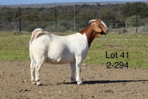 1X BOER GOAT PREGNANT FLOCK DOE SAKKIE EN NICKY NELL BOERBOKKE