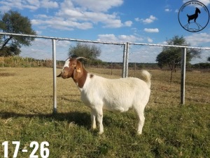 1 x BOERBOKKE OOI/EWE TJ Fleedwood - KUDDE/FLOCK