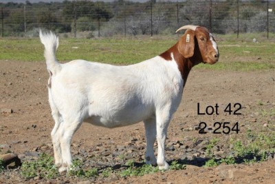 1X BOER GOAT PREGNANT STUD DOE SAKKIE EN NICKY NELL BOERBOKKE