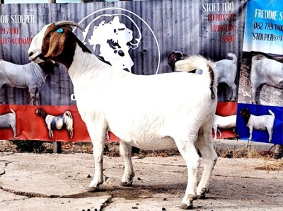 WITHDRAWN - 1X BOER GOAT PREGNANT DOE OPPIEDAK BOERDERY