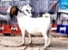 WITHDRAWN - 1X BOER GOAT PREGNANT DOE OPPIEDAK BOERDERY