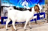 1X BOER GOAT PREGNANT FLOCK DOE OPPIEDAK BOERDERY