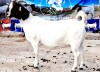 1X BOER GOAT FLOCK DOE OPPIEDAK BOERDERY