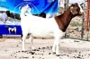 1X BOER GOAT PREGNANT FLOCK ON TEAT DOE OPPIEDAK BOERDERY