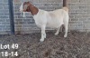 1X BOER GOAT PREGNANT STUD DOE TWEERIVIER BOERBOK STOET