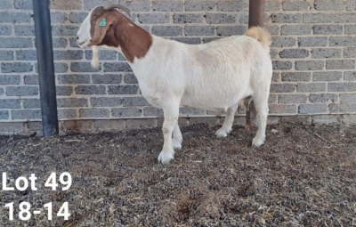 1X BOER GOAT PREGNANT STUD DOE TWEERIVIER BOERBOK STOET