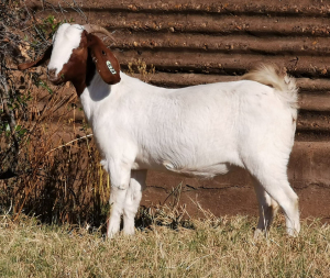 1 x BOERBOKKE OOI/EWE Arno Pienaar - KUDDE/FLOCK