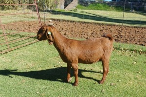 1X KALAHARI RED PREGNANT FLOCK DOE AUCAMP BOERDERY