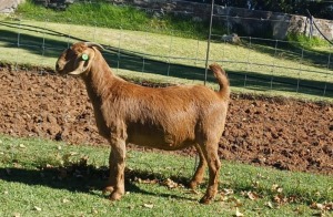 1X KALAHARI RED FLOCK DOE AUCAMP BOERDERY