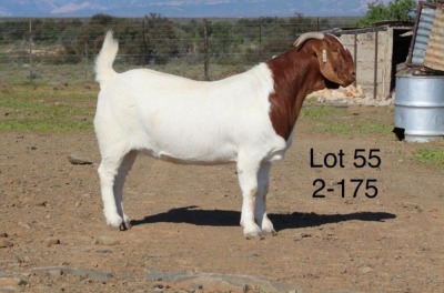 1X BOER GOAT FLOCK DOE SAKKIE EN NICKY NELL BOERBOKKE