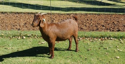 1X KALAHARI RED PREGNANT FLOCK DOE AUCAMP BOERDERY