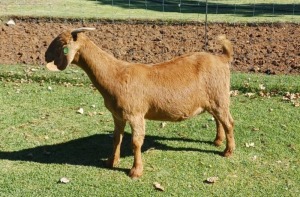 1X KALAHARI RED PREGNANT FLOCK DOE AUCAMP BOERDERY