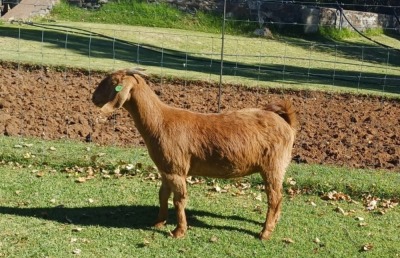 1X KALAHARI RED PREGNANT FLOCK DOE AUCAMP BOERDERY