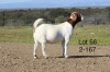 1X BOER GOAT PREGNANT FLOCK DOE SAKKIE EN NICKY NELL BOERBOKKE