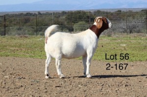 1X BOER GOAT PREGNANT FLOCK DOE SAKKIE EN NICKY NELL BOERBOKKE