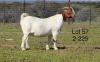 1X BOER GOAT PREGNANT FLOCK ON COLOUR DOE SAKKIE EN NICKY NELL BOERBOKKE