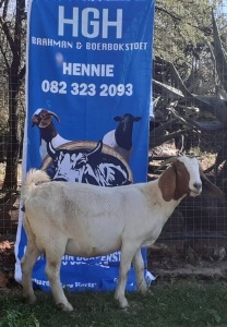 1 x BOERBOKKE OOI/EWE Hennie Enslin - KUDDE/FLOCK