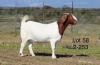 1X BOER GOAT PREGNANT FLOCK DOE SAKKIE EN NICKY NELL BOERBOKKE