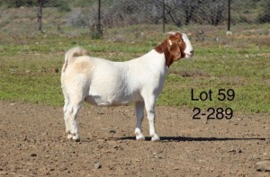 1X BOER GOAT PREGNANT FLOCK DOE SAKKIE EN NICKY NELL BOERBOKKE