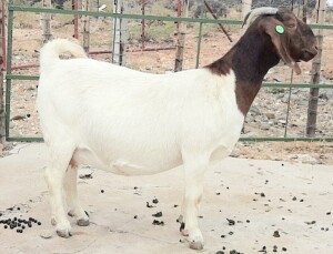 1X BOER GOAT PREGNANT FLOCK ON COLOUR DOE OPPIEDAK BOERDERY