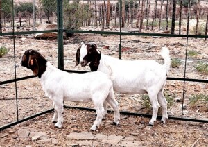 1+1X BOER GOAT PREGNANT FLOCK DOE OPPIEDAK BOERDERY