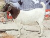 1X BOER GOAT PREGNANT FLOCK ON COLOUR DOE OPPIEDAK BOERDERY