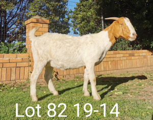 1 x BOERBOKKE OOI/EWE Suzanne v Dyk - KUDDE/FLOCK