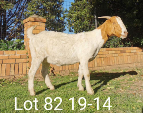 1 x BOERBOKKE OOI/EWE Suzanne v Dyk - KUDDE/FLOCK