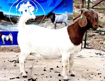 1X BOER GOAT PREGNANT FLOCK DOE OPPIEDAK BOERDERY