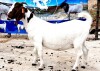 1X BOER GOAT PREGNANT FLOCK DOE OPPIEDAK BOERDERY