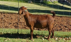 1X KALAHARI RED PREGNANT FLOCK DOE AUCAMP BOERDERY