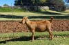 1X KALAHARI RED PREGNANT FLOCK DOE AUCAMP BOERDERY