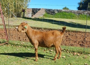 1X KALAHARI RED FLOCK DOE AUCAMP BOERDERY