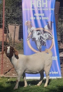 1 x BOERBOKKE OOI/EWE Hennie Enslin - KUDDE/FLOCK