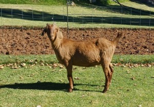 1X KALAHARI RED PREGNANT FLOCK DOE AUCAMP BOERDERY