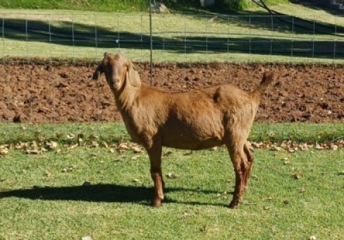 1X KALAHARI RED PREGNANT FLOCK DOE AUCAMP BOERDERY