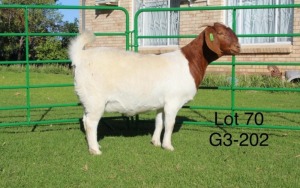 1X BOER GOAT PREGNANT FLOCK DOE SAKKIE EN NICKY NELL BOERBOKKE